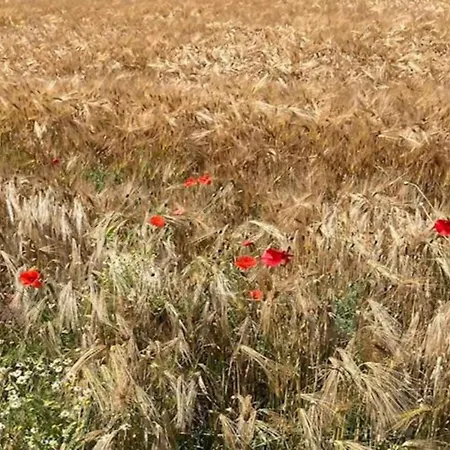 别墅 In Near War Museum *